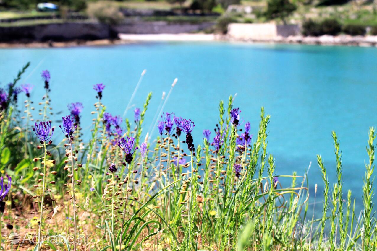 Grebišće op de route Hvar (Srednja Dalmacija)