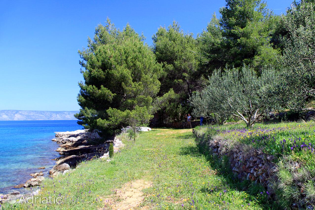 Grebišće sull'isola Hvar (Srednja Dalmacija)