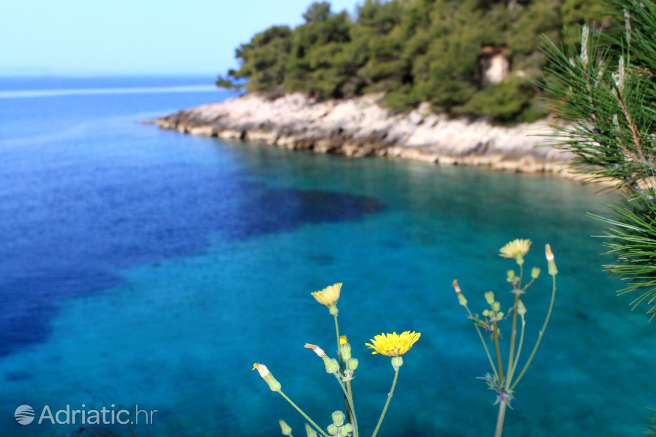 Prisnjak en la isla Hvar (Srednja Dalmacija)