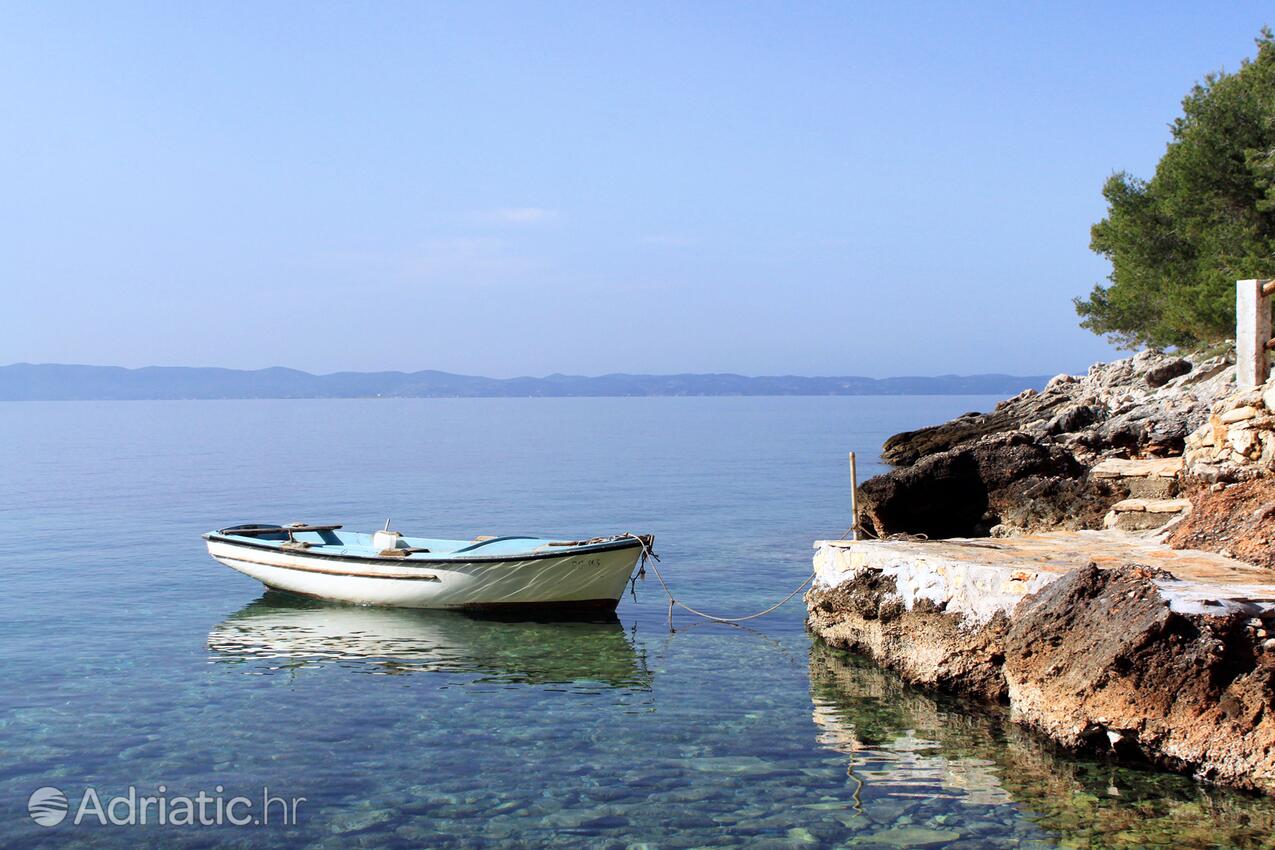 Prisnjak en la isla Hvar (Srednja Dalmacija)