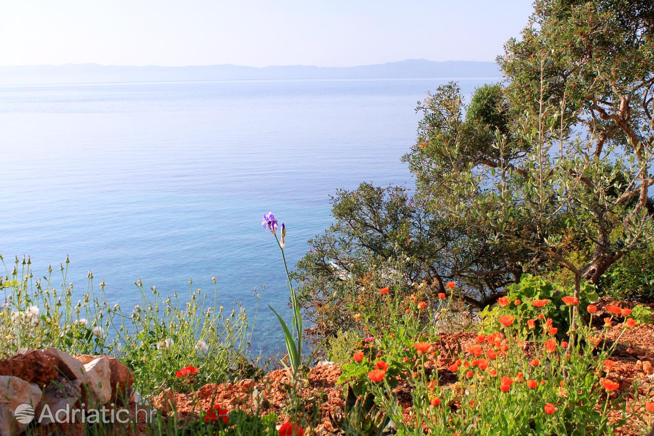 Prisnjak op de route Hvar (Srednja Dalmacija)