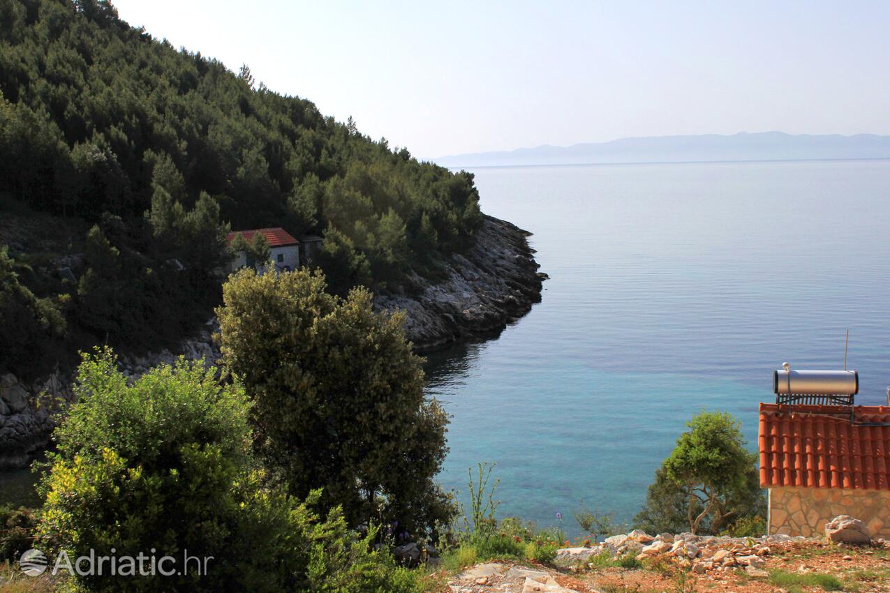 Prisnjak Hvar szigeten (Srednja Dalmacija)