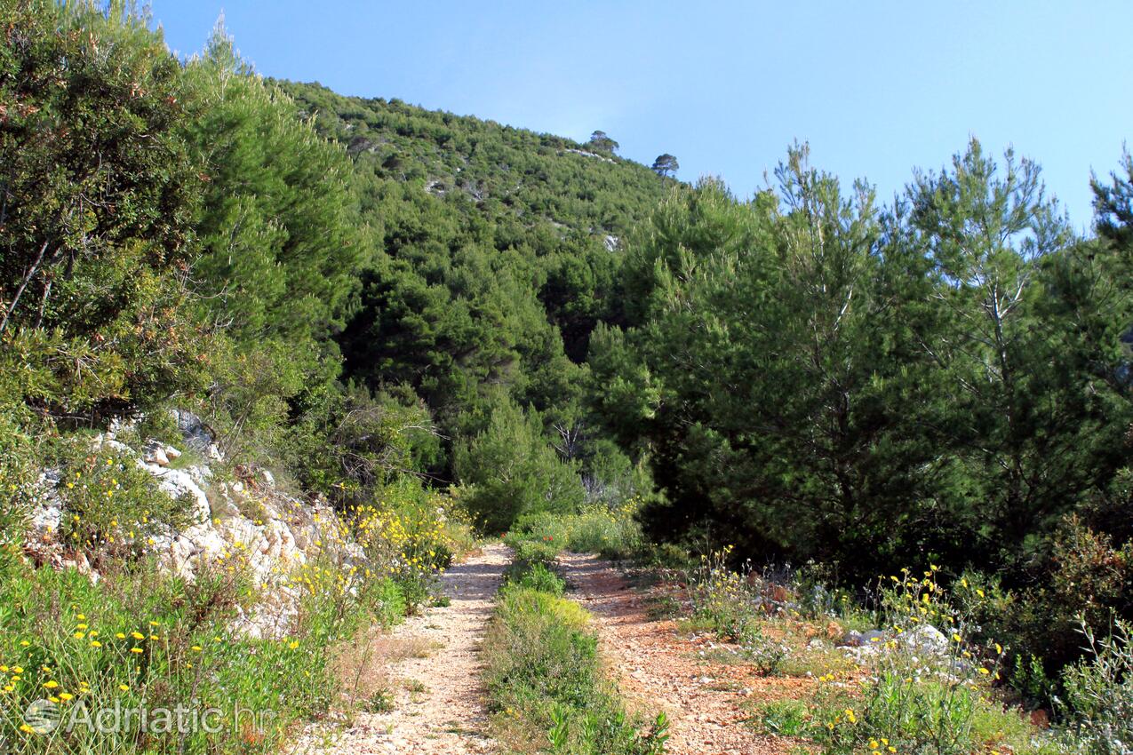 Prisnjak op de route Hvar (Srednja Dalmacija)