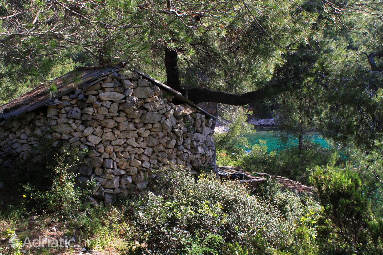 Prisnjak en la isla Hvar (Srednja Dalmacija)