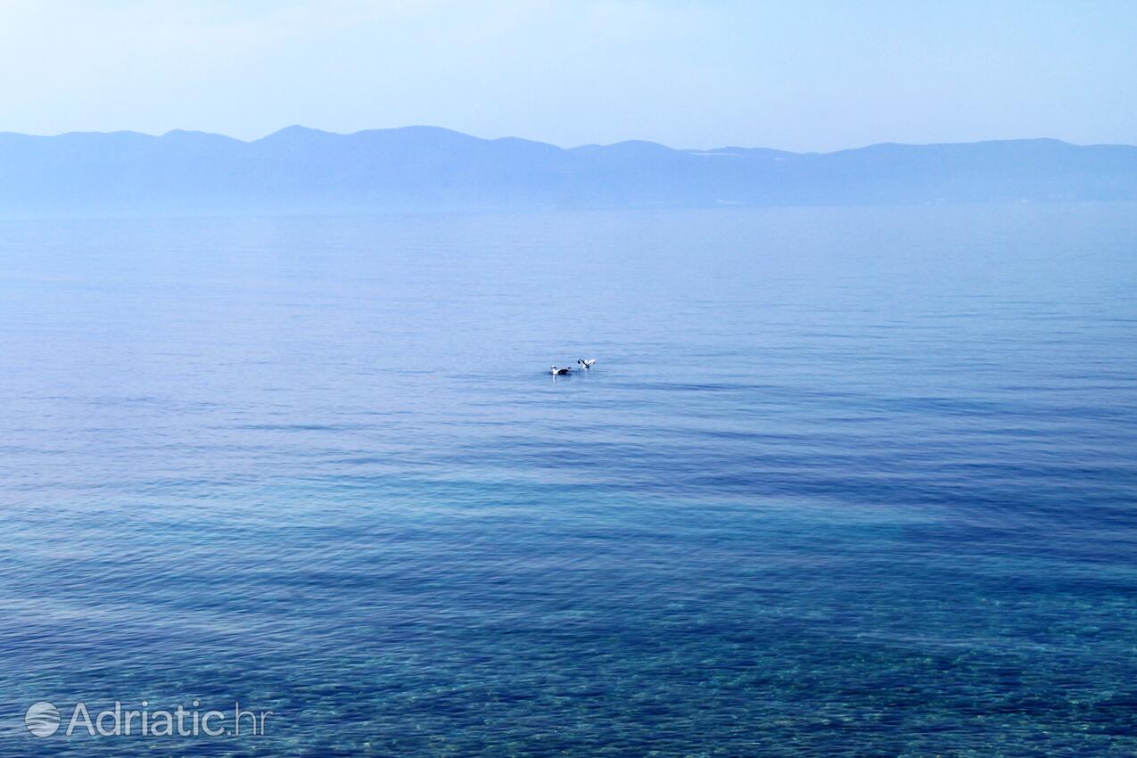 Rapak sur l’île Hvar (Srednja Dalmacija)