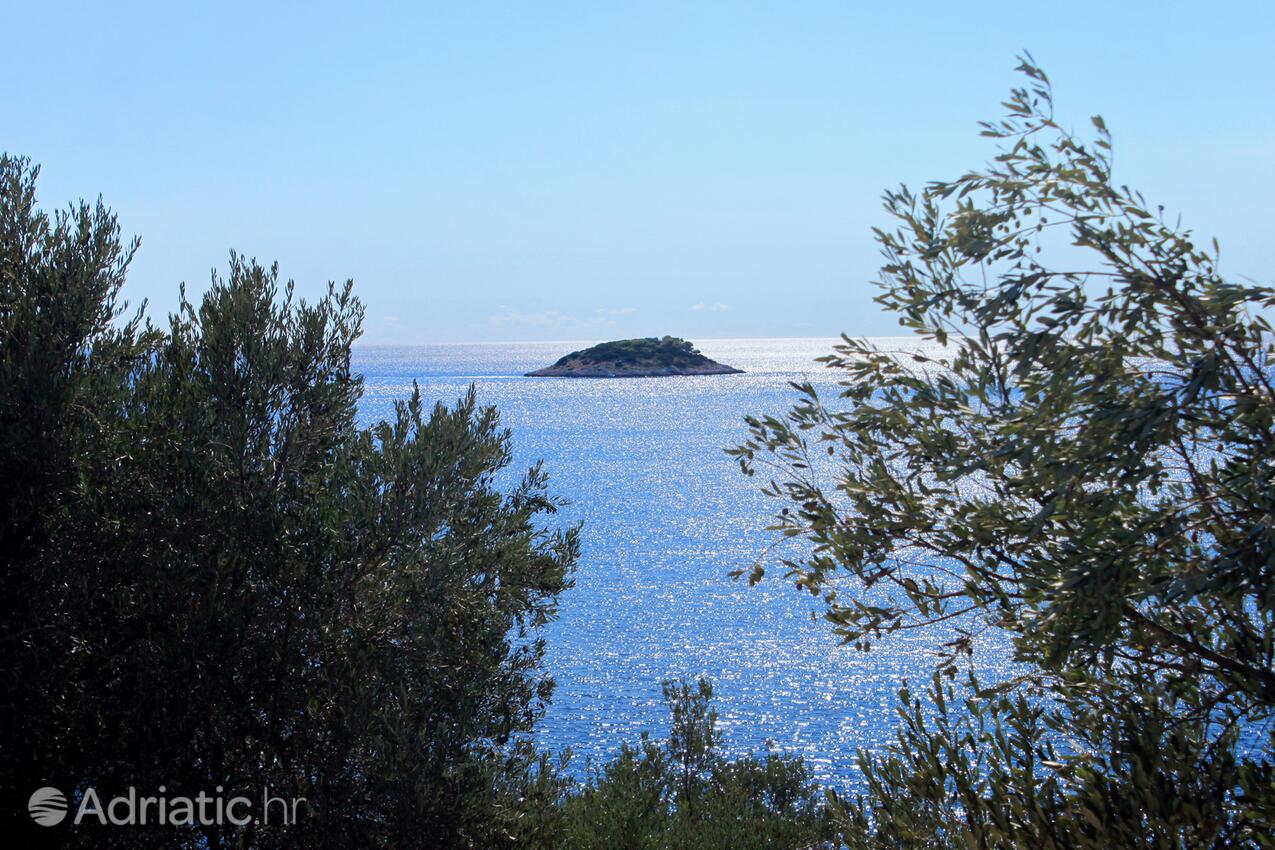 Stratinčica Korčula szigeten (Južna Dalmacija)