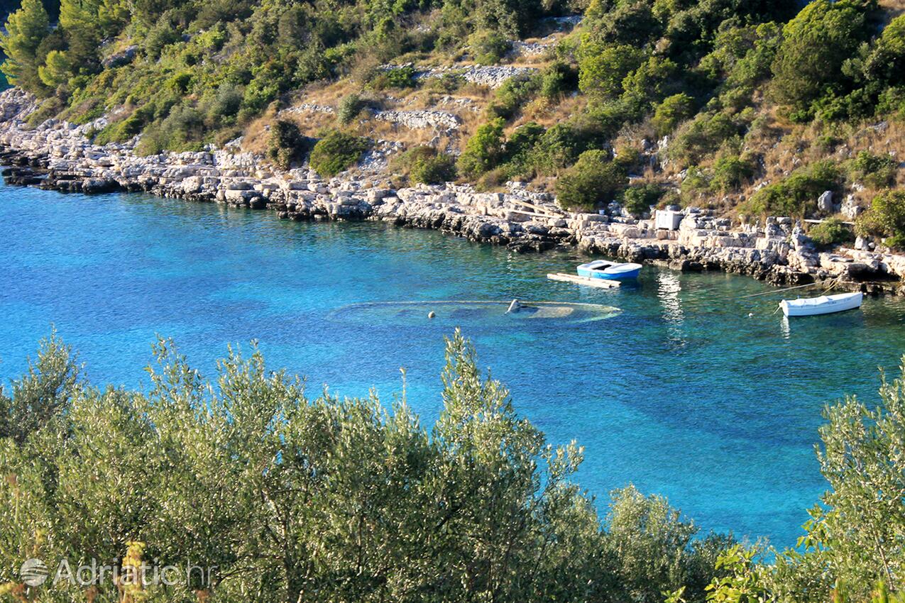 Stratinčica na otoku Korčula (Južna Dalmacija)