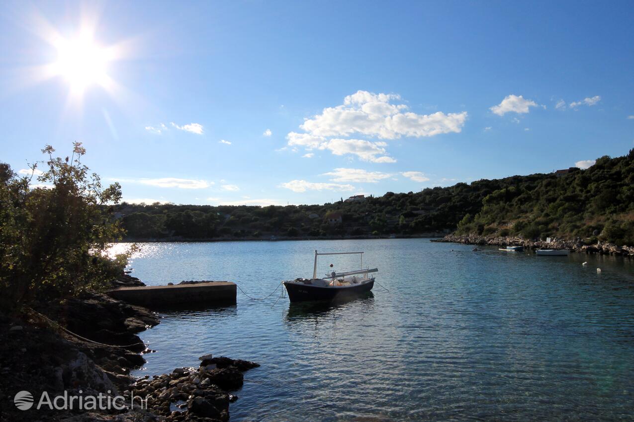 Stratinčica na otoku Korčula (Južna Dalmacija)