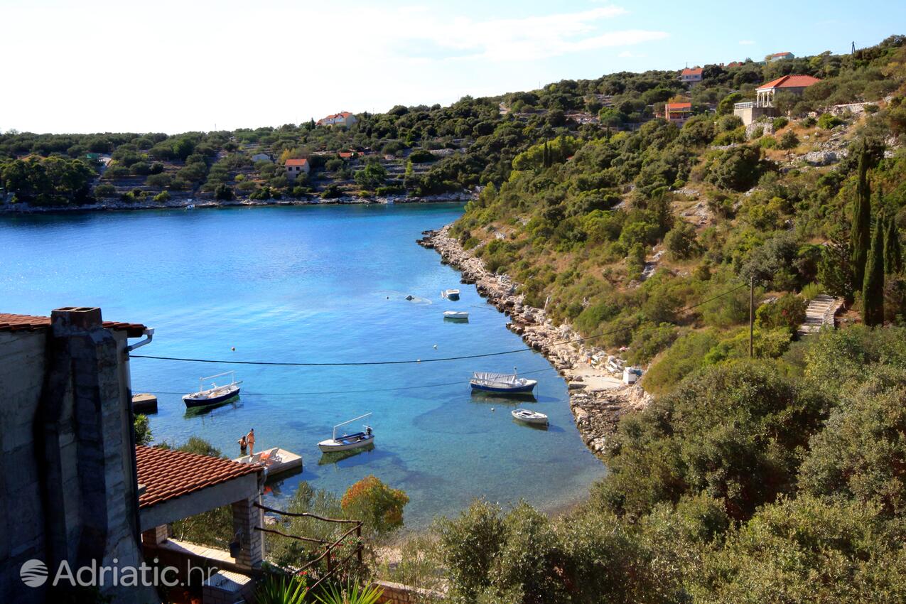 Stratinčica na otoku Korčula (Južna Dalmacija)