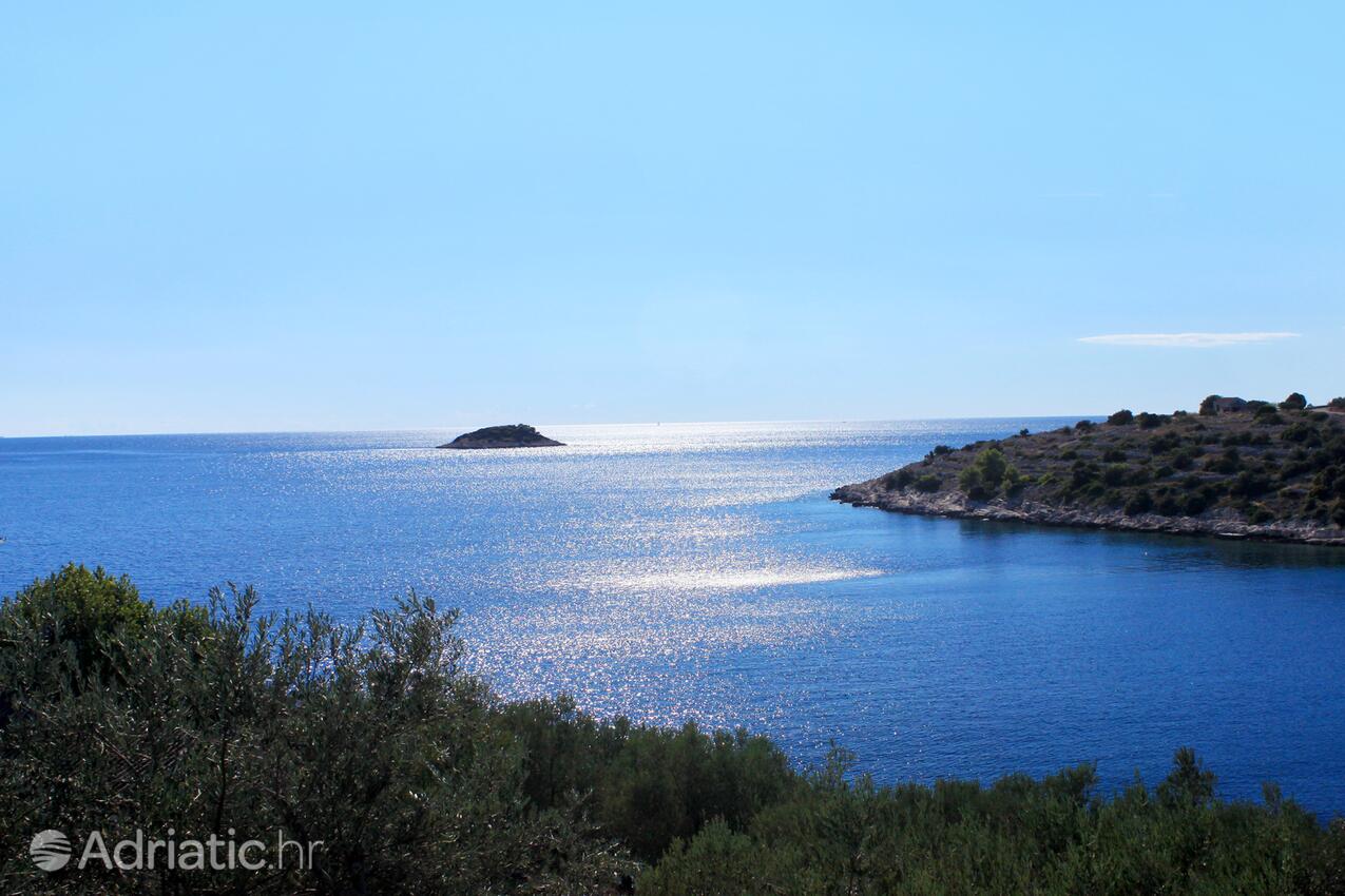 Stratinčica na otoku Korčula (Južna Dalmacija)