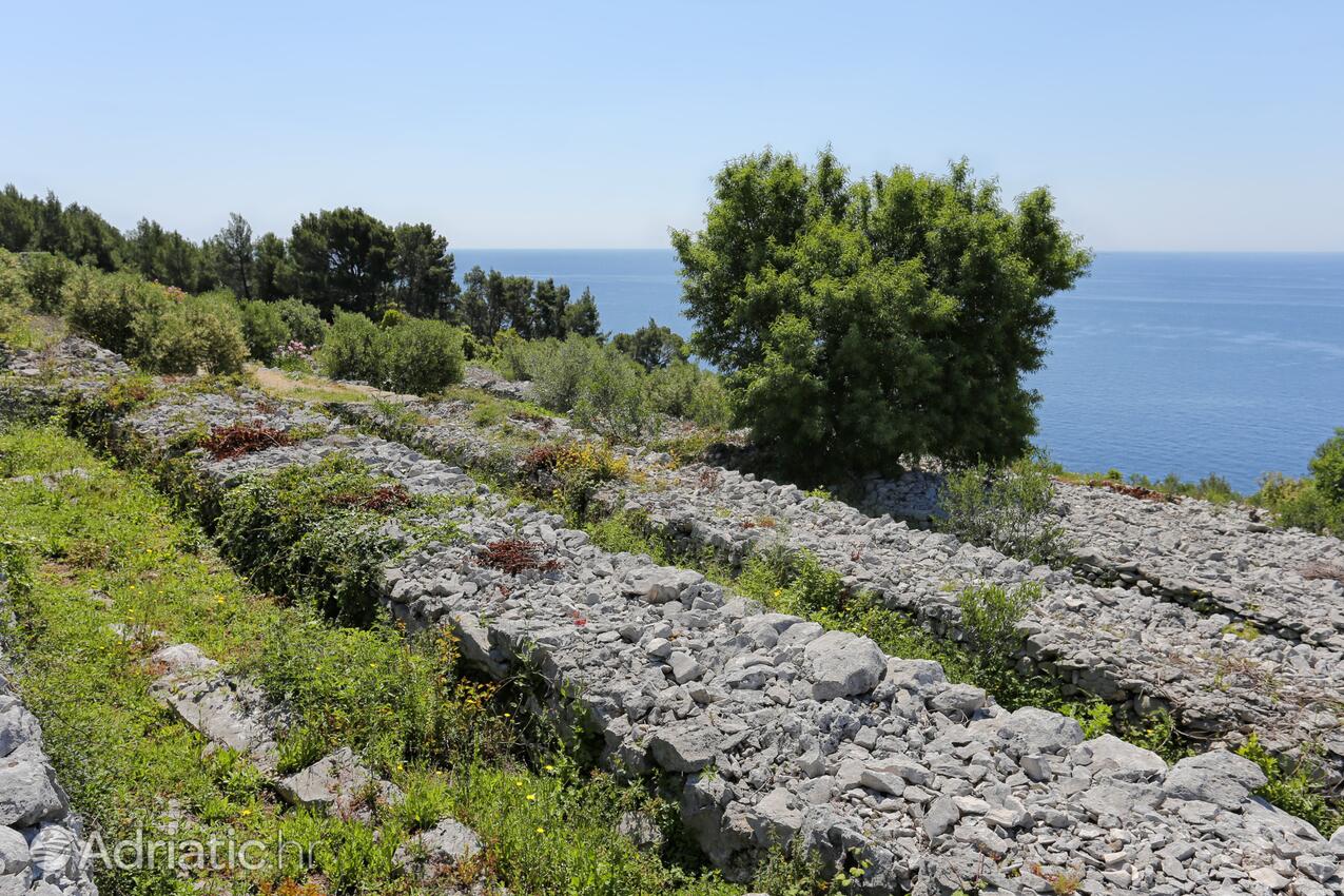 Smrč na otoku Korčula (Južna Dalmacija)