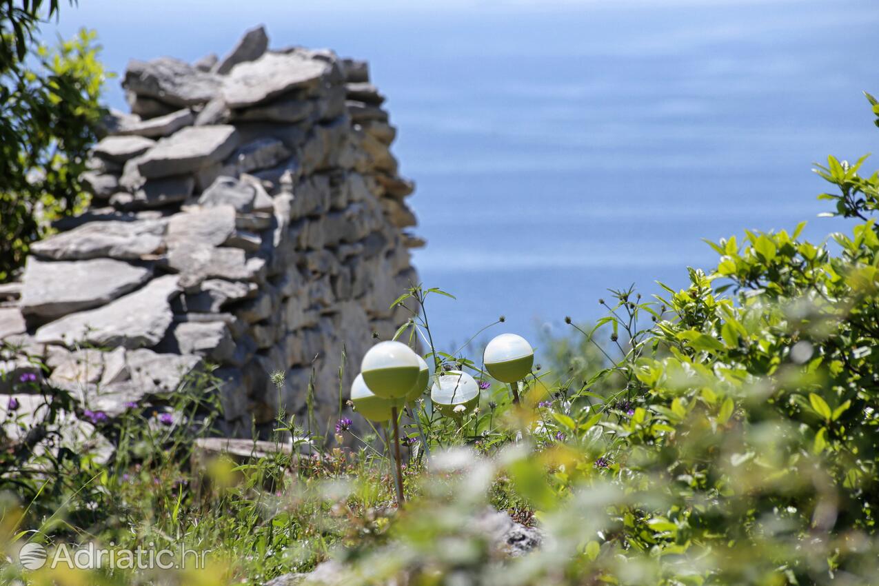 Smrč na otoku Korčula (Južna Dalmacija)