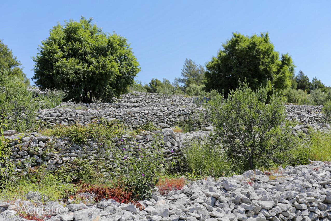 Smrč sur l’île Korčula (Južna Dalmacija)