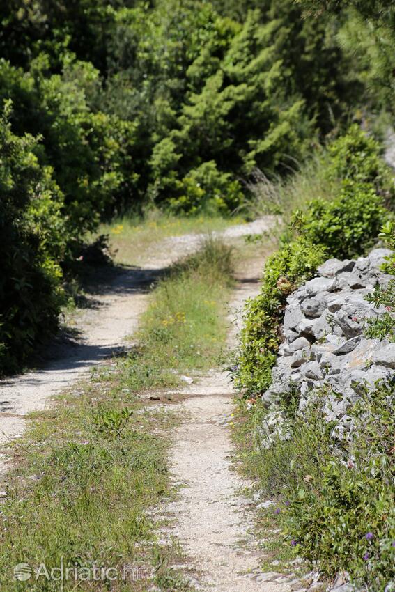 Smrč na otoku Korčula (Južna Dalmacija)