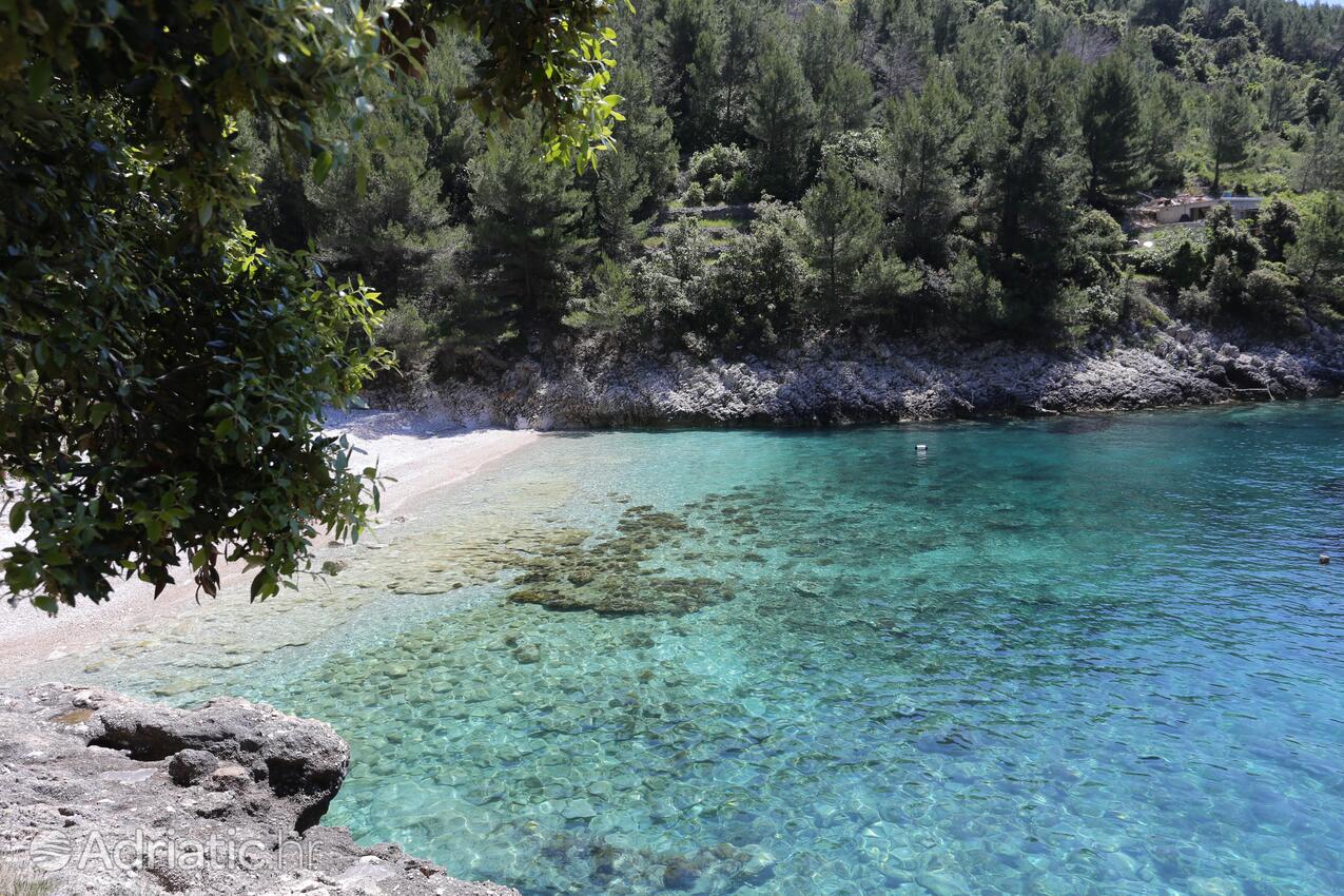 Orlanduša na ostrove Korčula (Južna Dalmacija)