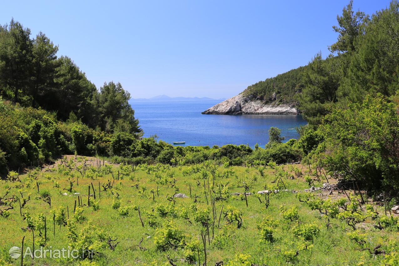 Orlanduša na otoku Korčula (Južna Dalmacija)