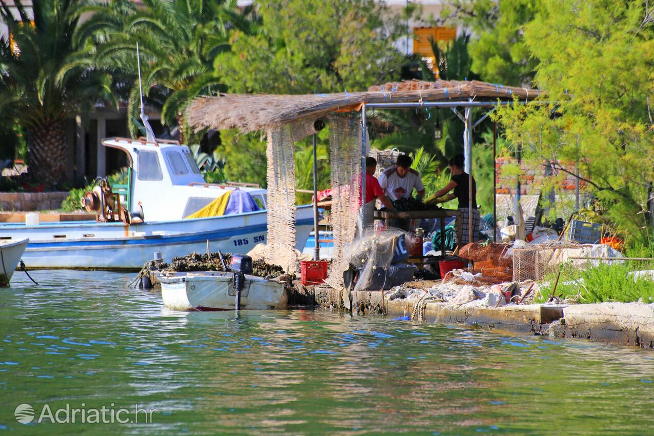 Brijesta en la ribera Pelješac (Južna Dalmacija)