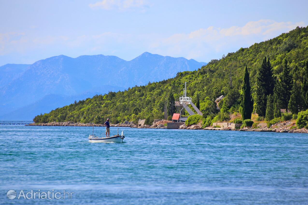 Brijesta en la ribera Pelješac (Južna Dalmacija)