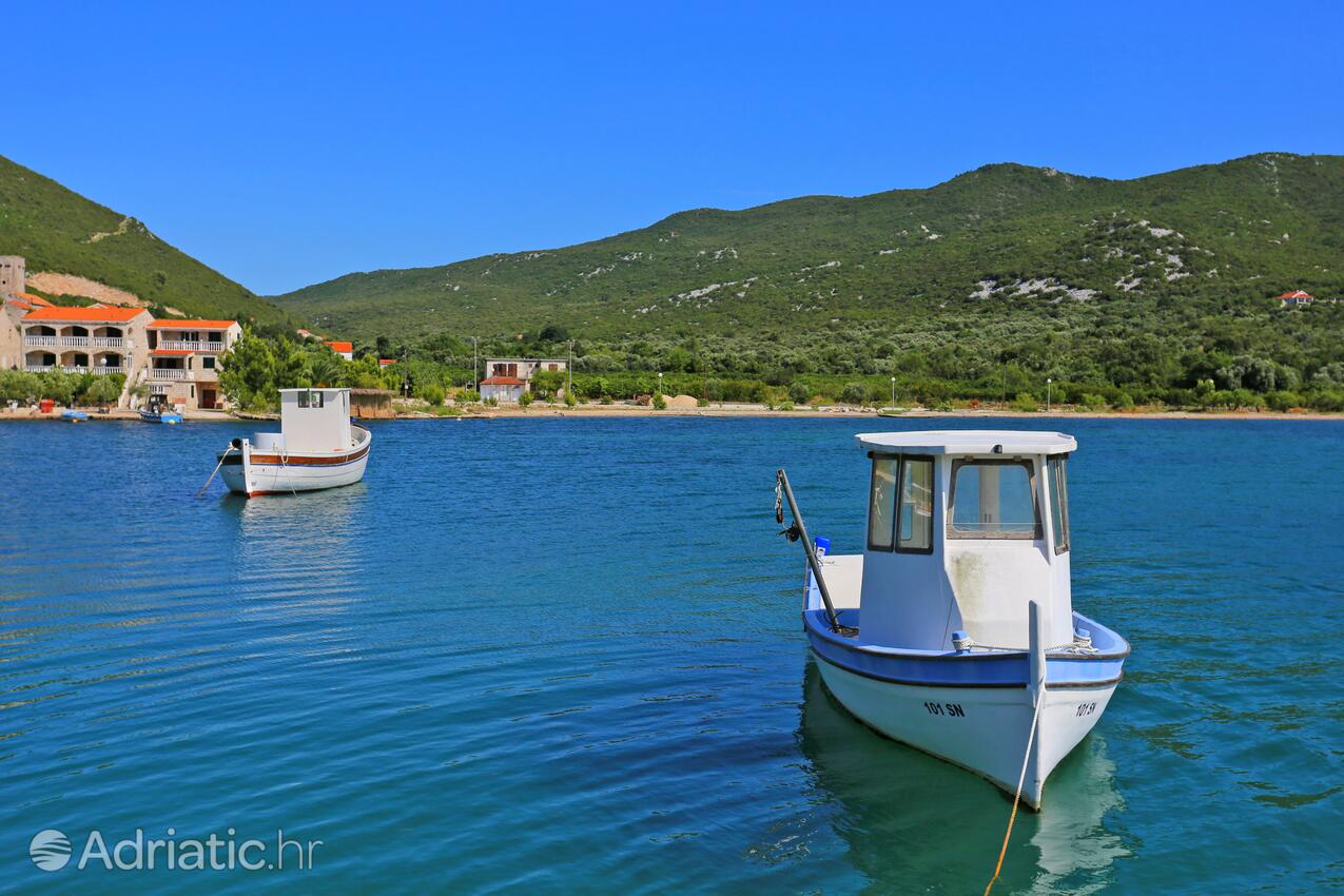 Brijesta en la ribera Pelješac (Južna Dalmacija)