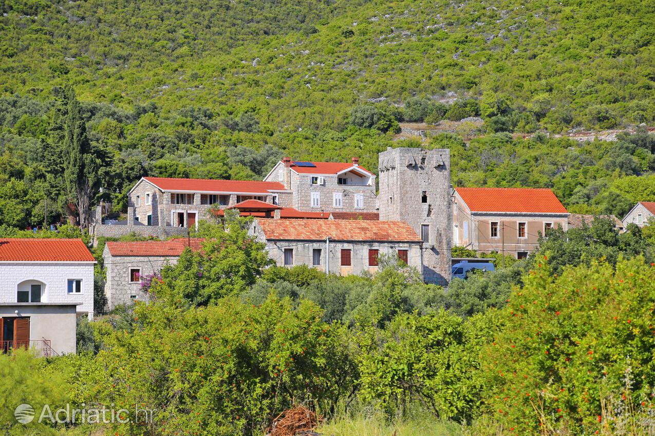 Brijesta en la ribera Pelješac (Južna Dalmacija)