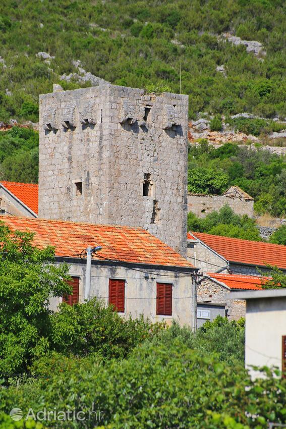 Brijesta en la ribera Pelješac (Južna Dalmacija)