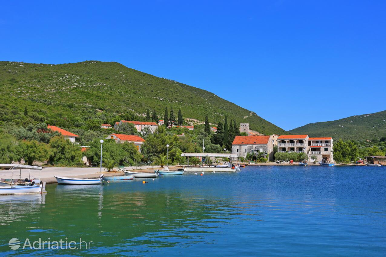 Brijesta en la ribera Pelješac (Južna Dalmacija)