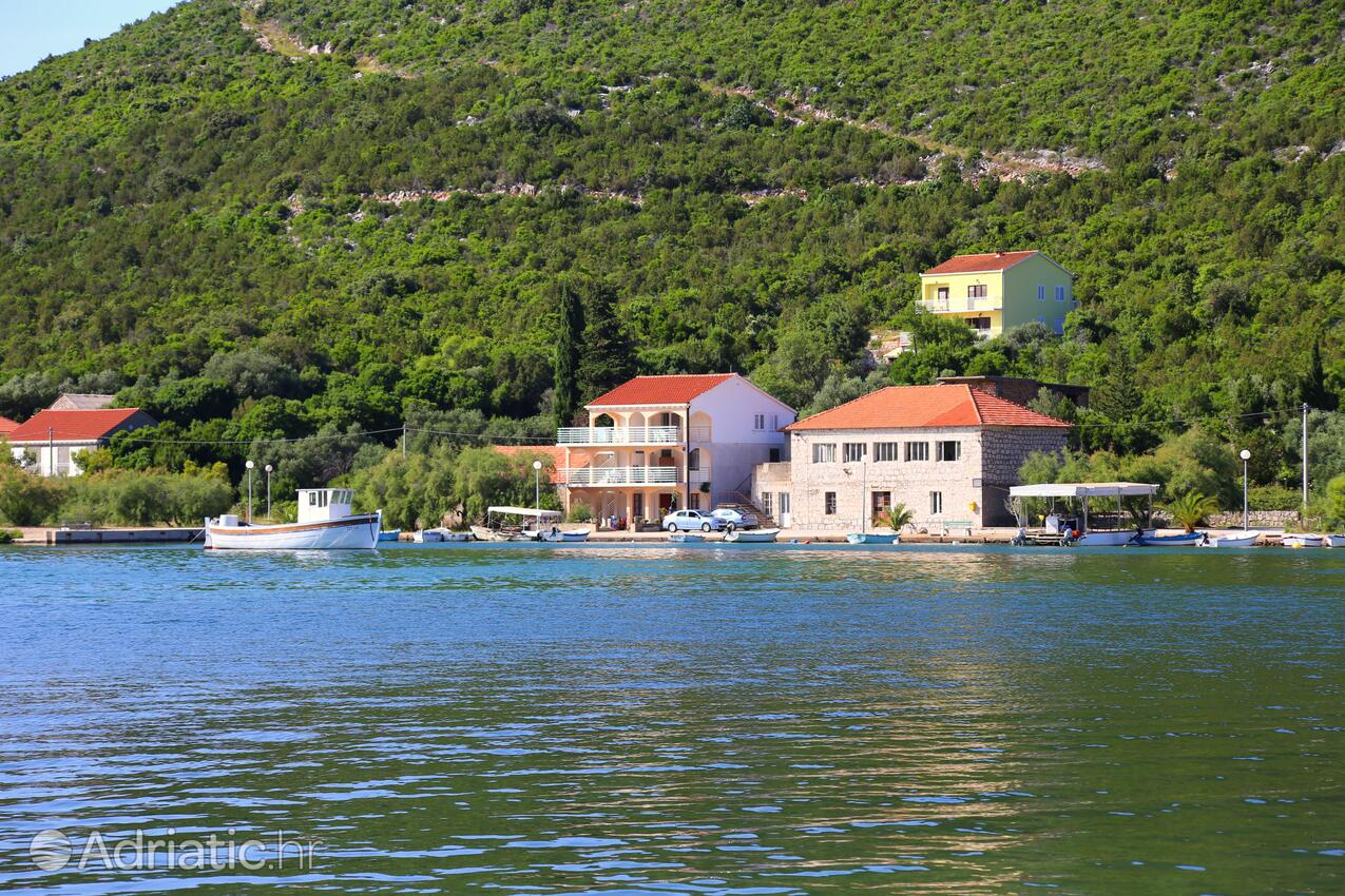 Brijesta en la ribera Pelješac (Južna Dalmacija)