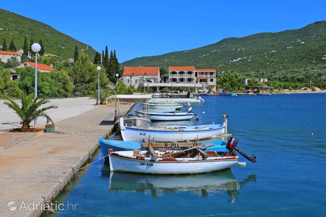 Brijesta en la ribera Pelješac (Južna Dalmacija)