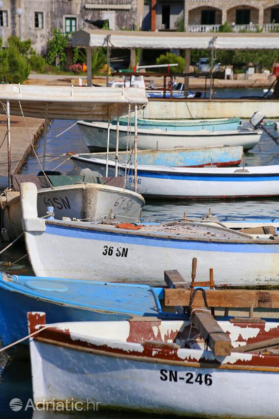 Brijesta en la ribera Pelješac (Južna Dalmacija)