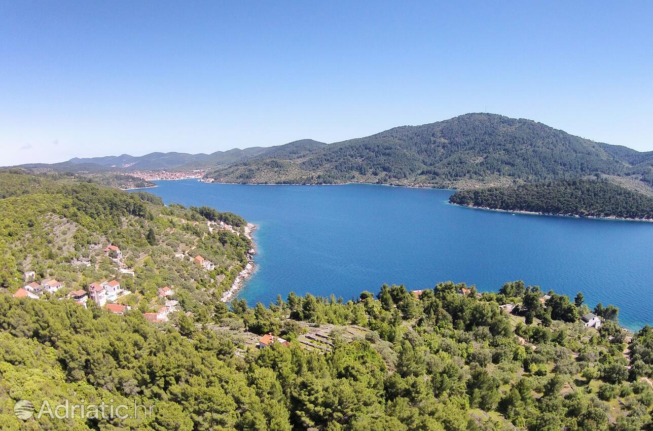 Tudorovica på otoku Korčula (Južna Dalmacija)