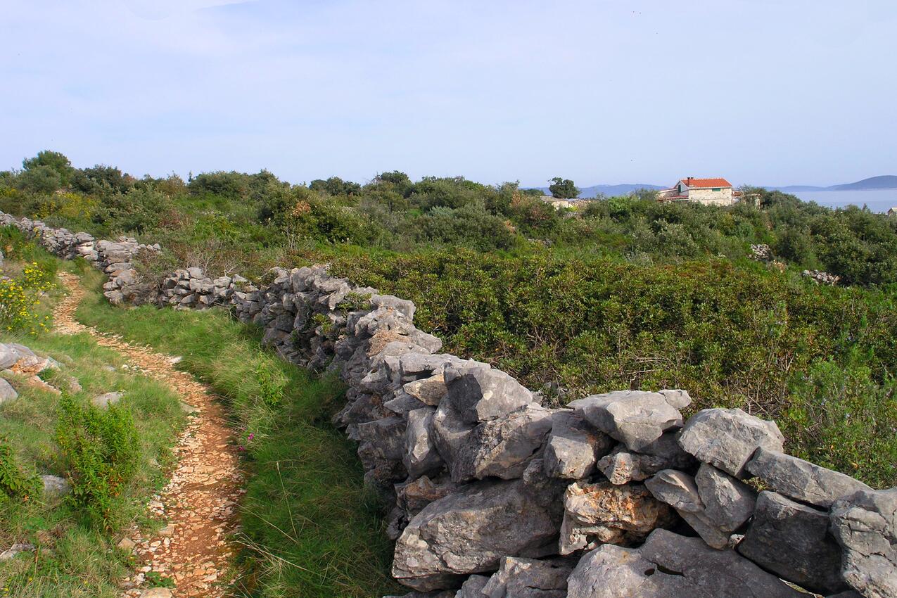 Pernatice na wyspie Drvenik (Srednja Dalmacija)