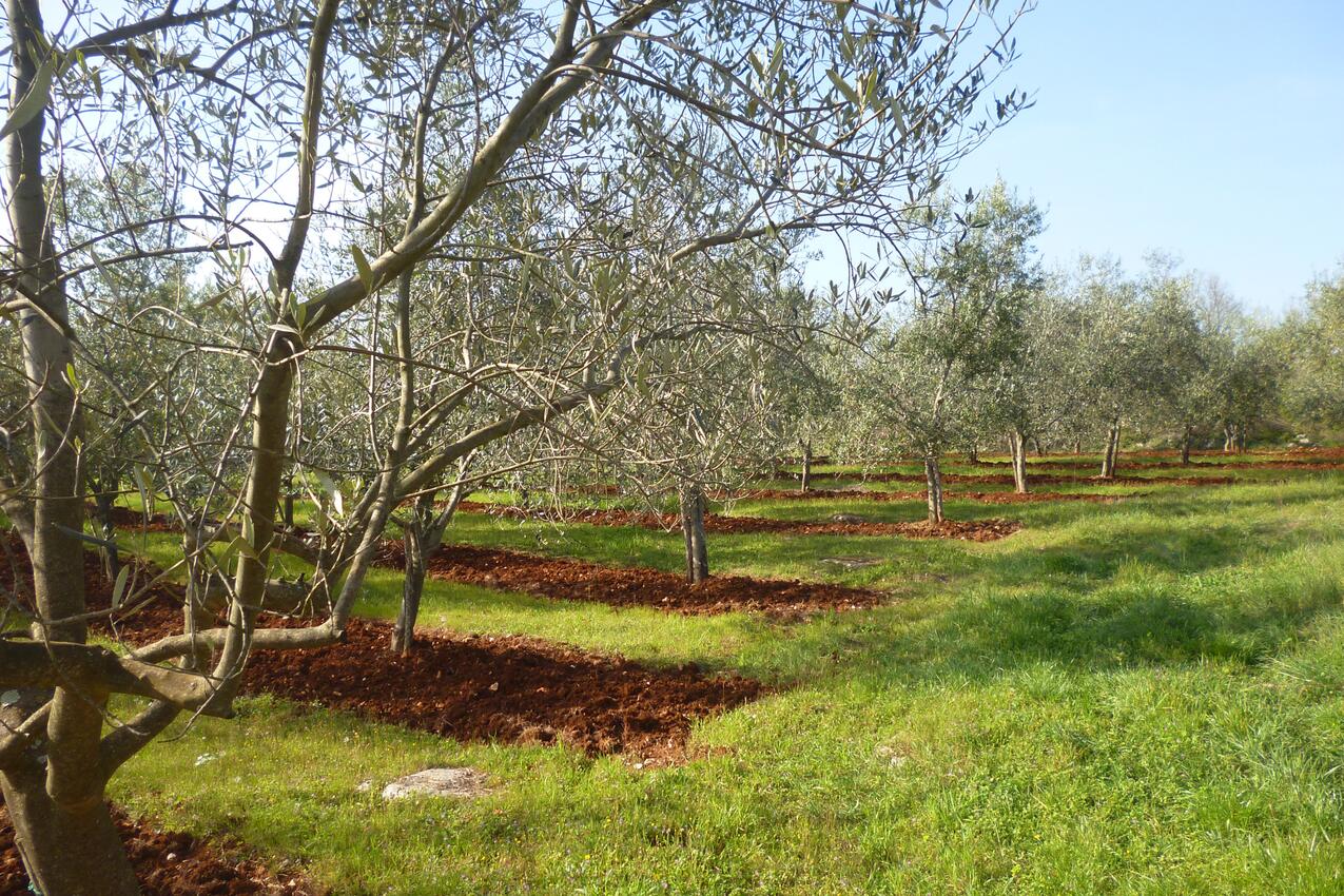 Sinožići Središnja Istra riviérán (Istra)