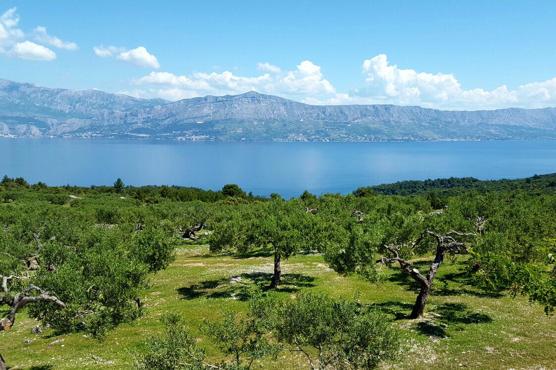 Dučac sur l’île Brač (Srednja Dalmacija)