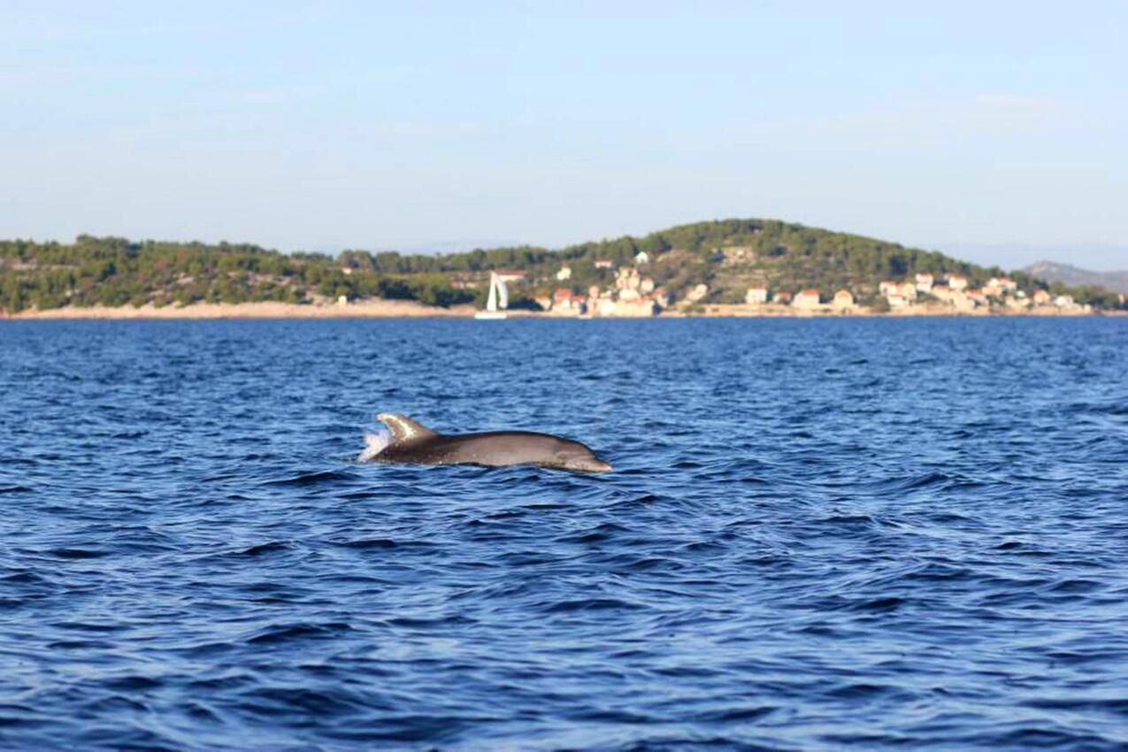 Prvić Luka on the island Prvić (Sjeverna Dalmacija)