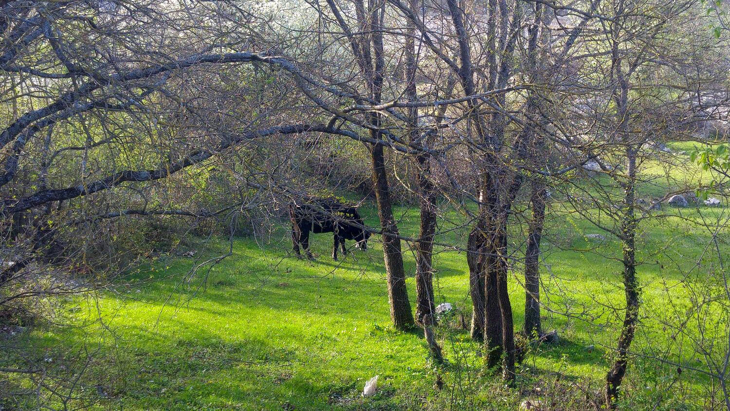 Dugobabe dans la côte Zagora (Srednja Dalmacija)