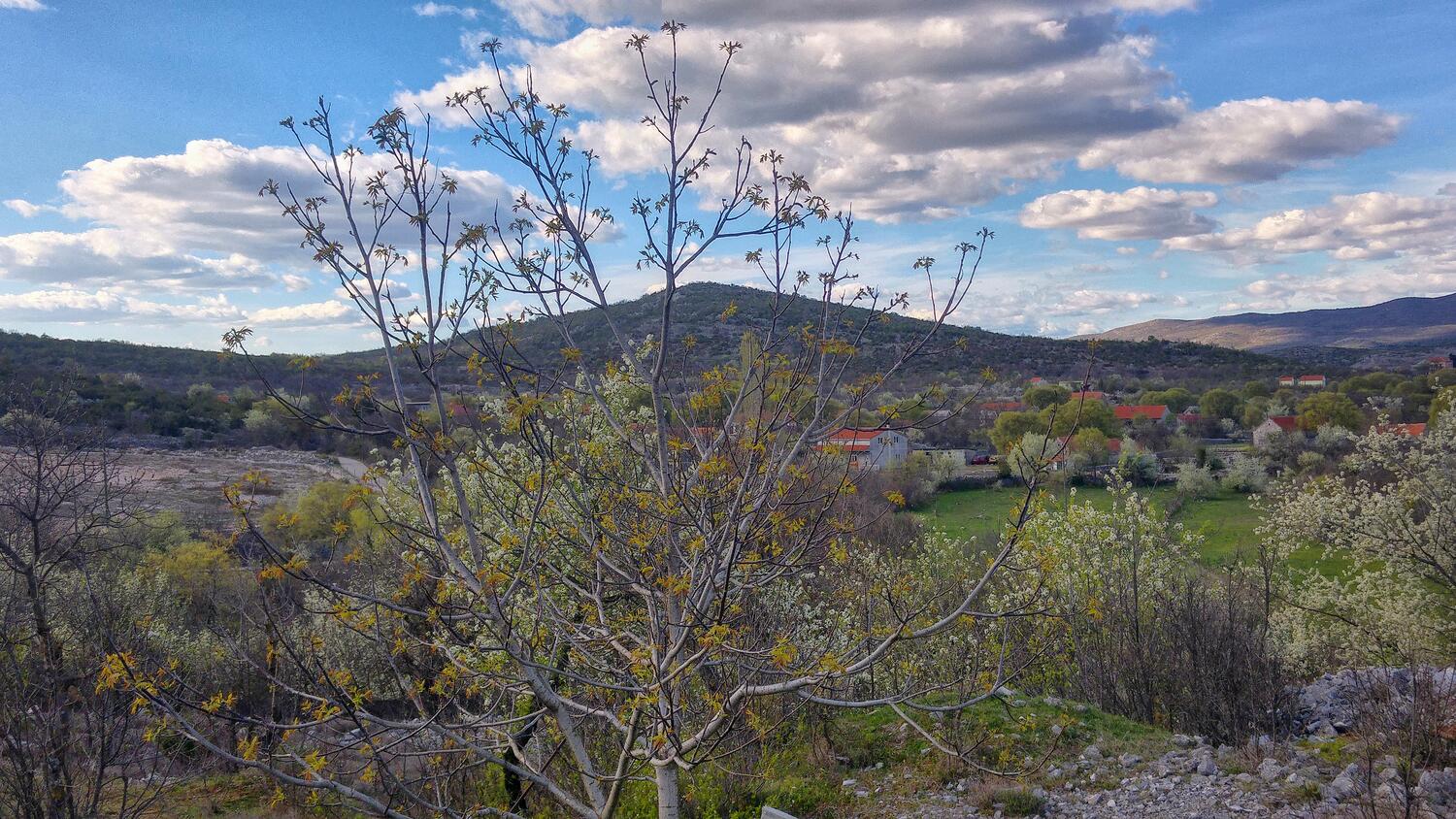 Dugobabe dans la côte Zagora (Srednja Dalmacija)