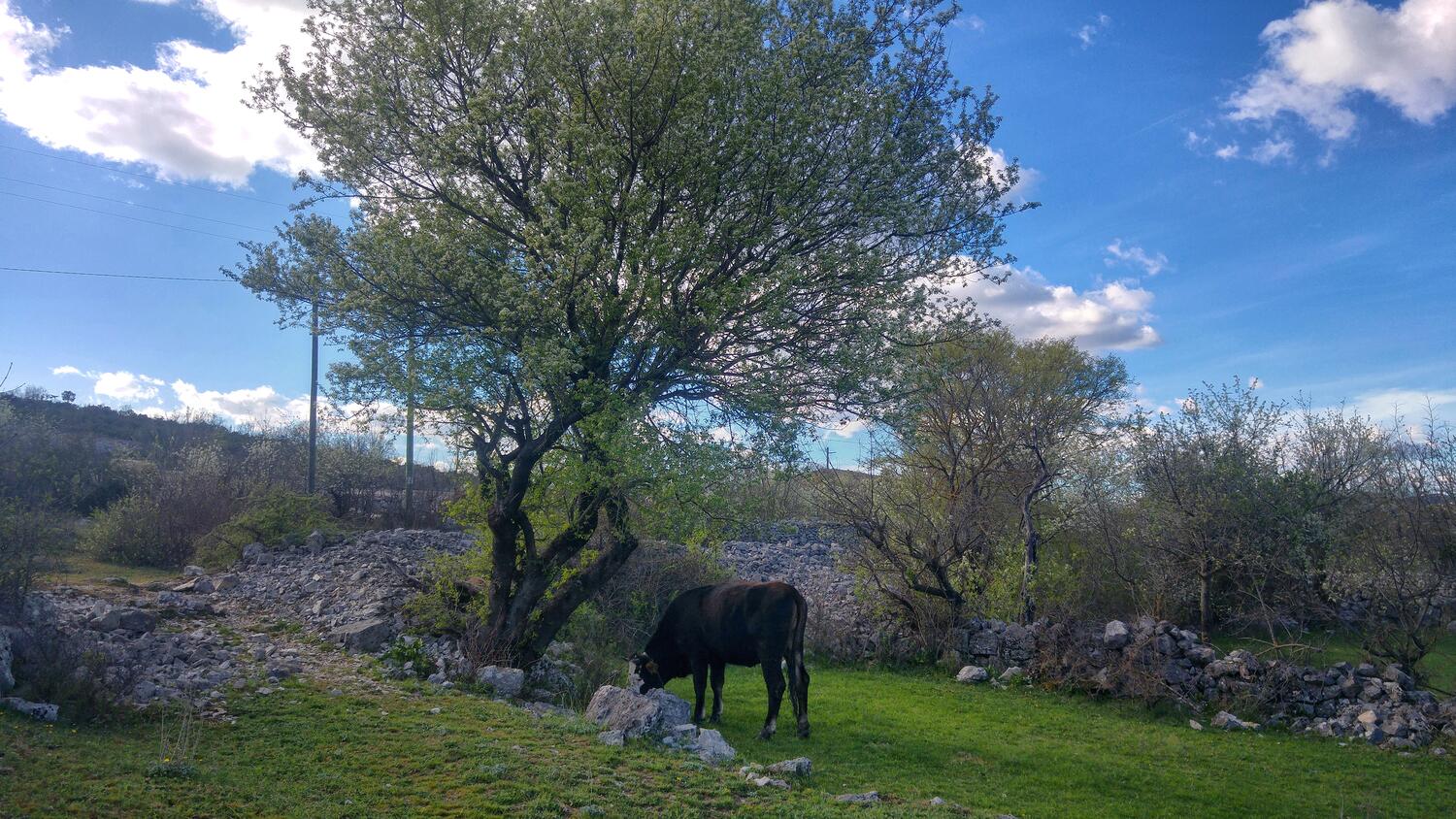 Dugobabe dans la côte Zagora (Srednja Dalmacija)