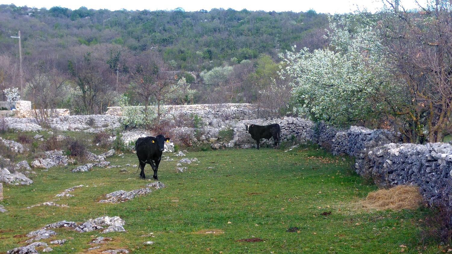 Dugobabe dans la côte Zagora (Srednja Dalmacija)