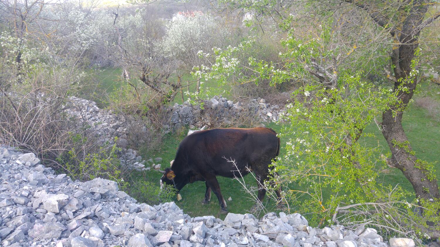 Dugobabe dans la côte Zagora (Srednja Dalmacija)