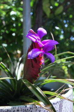 Apartmány u moře Orebić, Pelješac - 10190