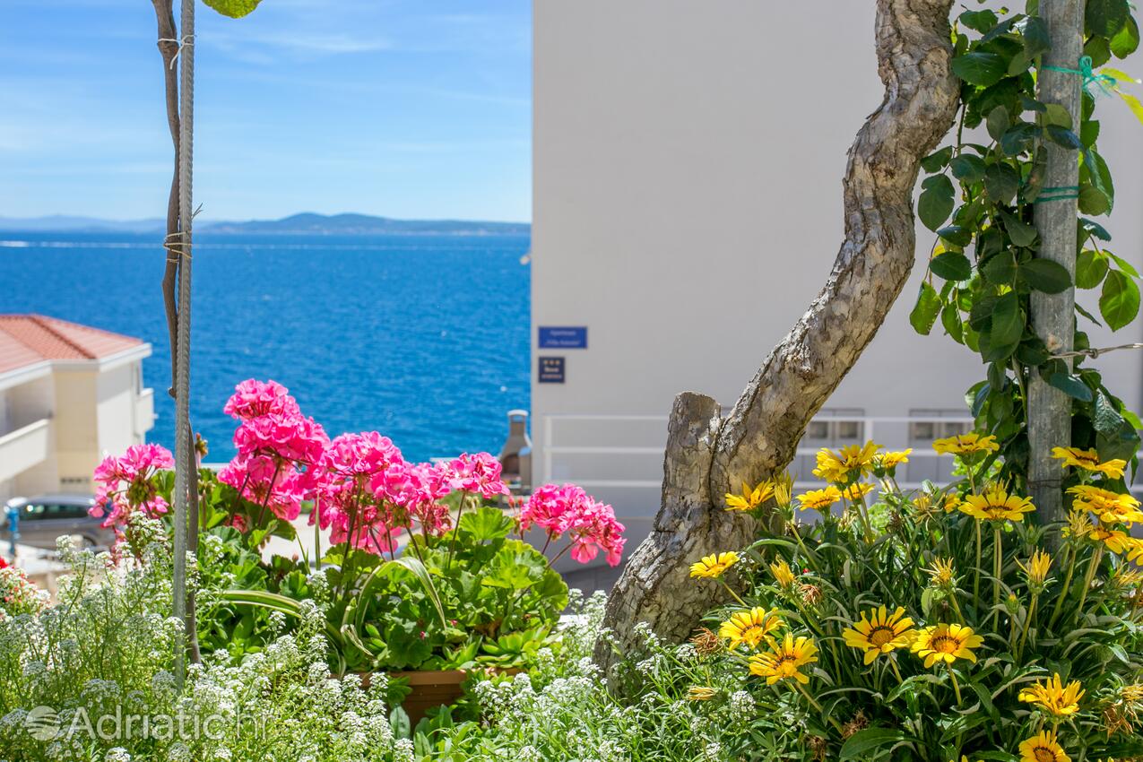 Courtyard - Family friendly apartments with a swimming pool Bušinci, Čiovo