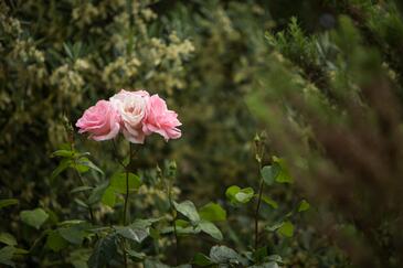 Ferienhaus mit Parkplatz Podstrana, Split - 13946