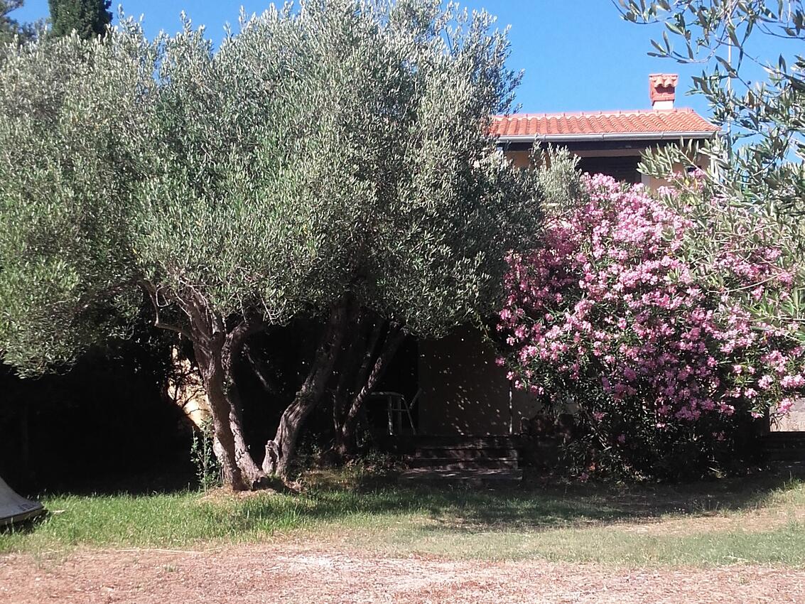Appartamenti accanto al mare Baia Pogana, Cherso - Cres - 14172