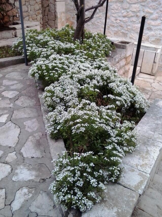 Giardino - Appartamenti accanto al mare Vinjerac, Zara - Zadar