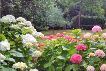 Apartments with terrace Njivice, Kvarner