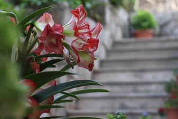 Apartamentos com terraço Jelsa, Central Dalmatia