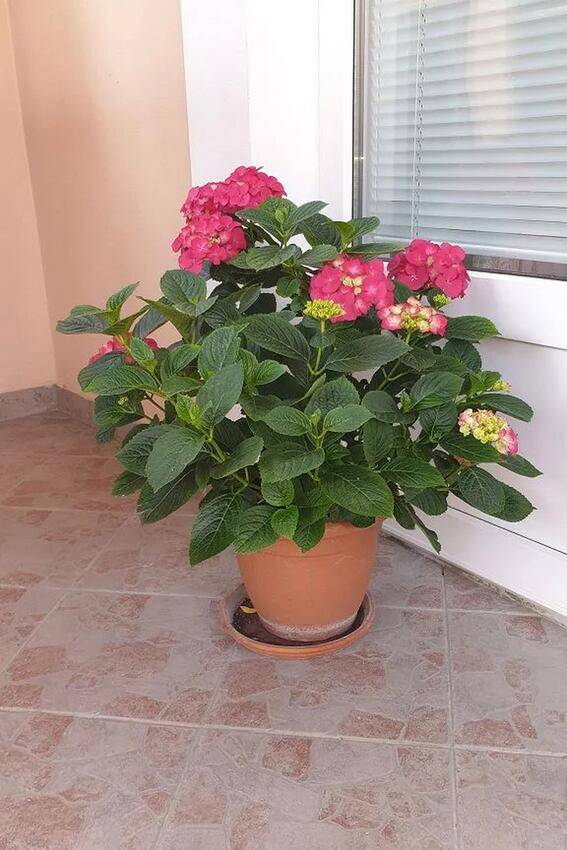 A-17239-a - Private accommodation - Apartments with a parking space Suha Punta, Rab