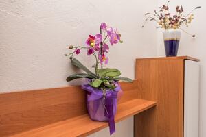Two bedroom apartment Vir (A-18516-a)