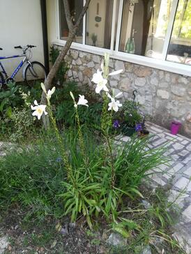 Apartmány s parkovištěm Žuljana, Pelješac - 20413