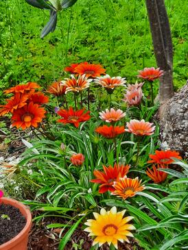 Ferienwohnungen am Meer Luka Dubrava, Peljesac - 21647